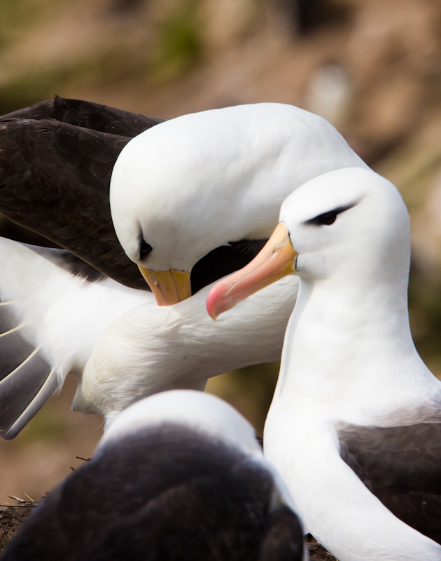 Black-Browed Albatrosses